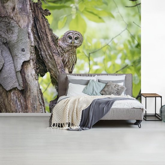 Papier peint photo peint photo vinyle - Chouette fauve rayée largeur 375 cm x hauteur 300 cm - Tirage photo sur papier peint (disponible en 7 tailles)