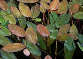 Drijvend fonteinkruid (Potamogeton natans) - Vijverplant - Per 4 manden - Vijverplanten Webshop