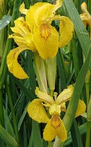 Gele lis (Iris pseudacorus) - Vijverplant - Filterplant - Zwemvijver beplanting - 10 losse planten - Om zelf op te potten - Vijverplanten Webshop