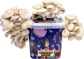ToshiFarm Oesterzwam Kweekset - Zelf paddenstoelen kweken op koffiedik - Oesterzwam Growkit - Ecologisch cadeau - Groen cadeau