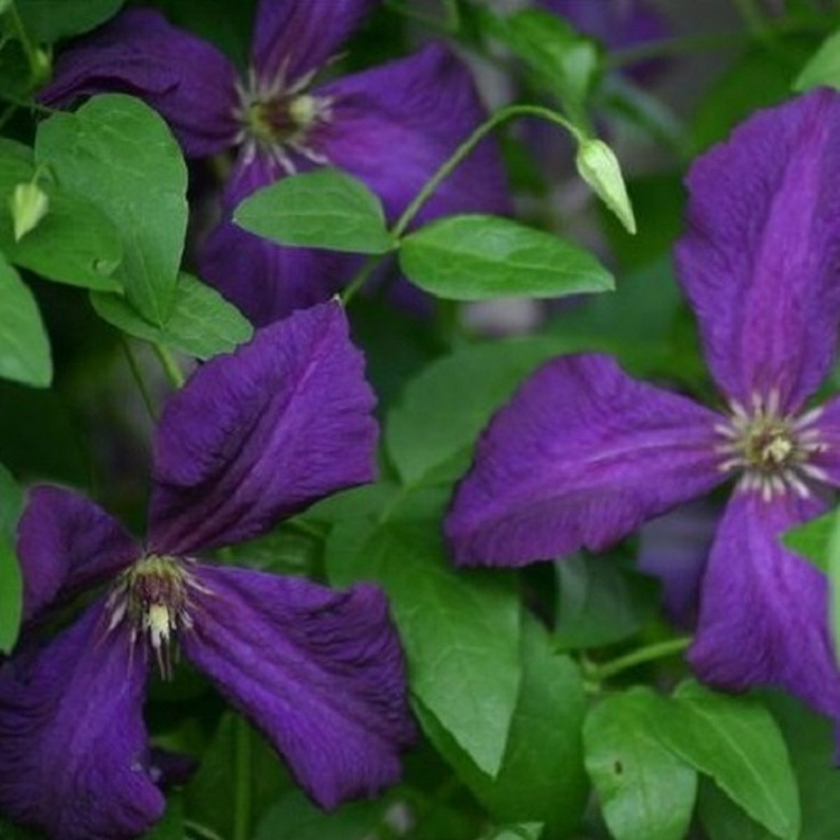 3 x Clematis Polish Spirit: 3 halen/2 betalen - Klimplanten - Blauw/Paars Bloeiend, Meerjarig en Winterhard | 3 x 1,5 liter pot