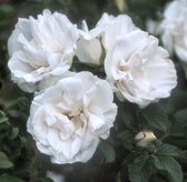 Blanc Double de Coubert | Struikroos | Wit | Goed geurend | Wortel