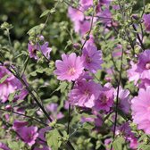 Lavatera 'Rosea' - Struikmalva - Pot Ø 17 cm (2 liter)