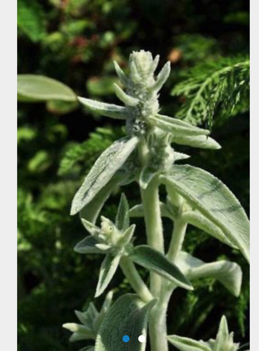 6x Stachys byzantina - Ezelsoren - Pot 9x9 cm
