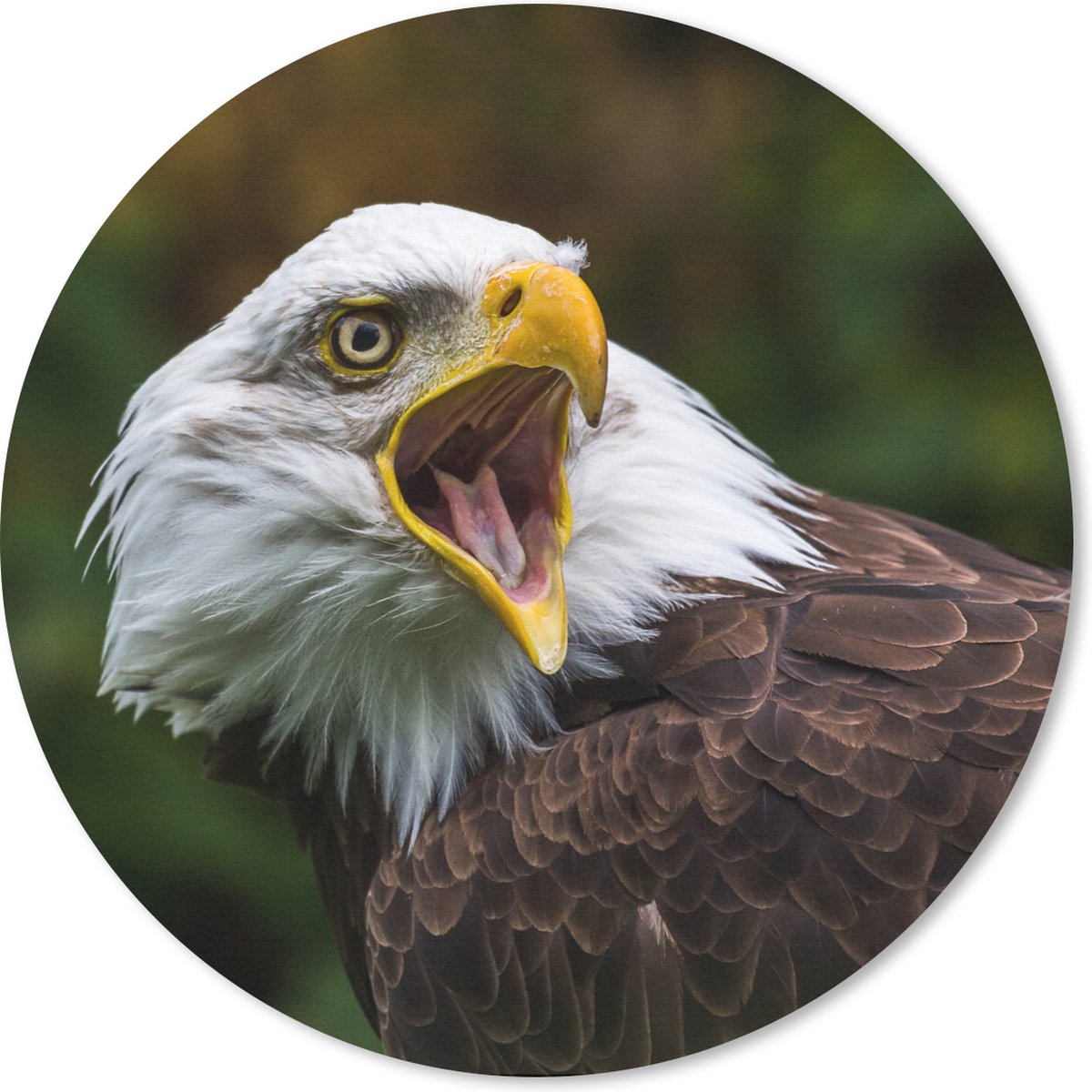 Muismat rond 40x40 cm - Mousepad Een krijsende Amerikaanse zeearend - Ronde muismatten
