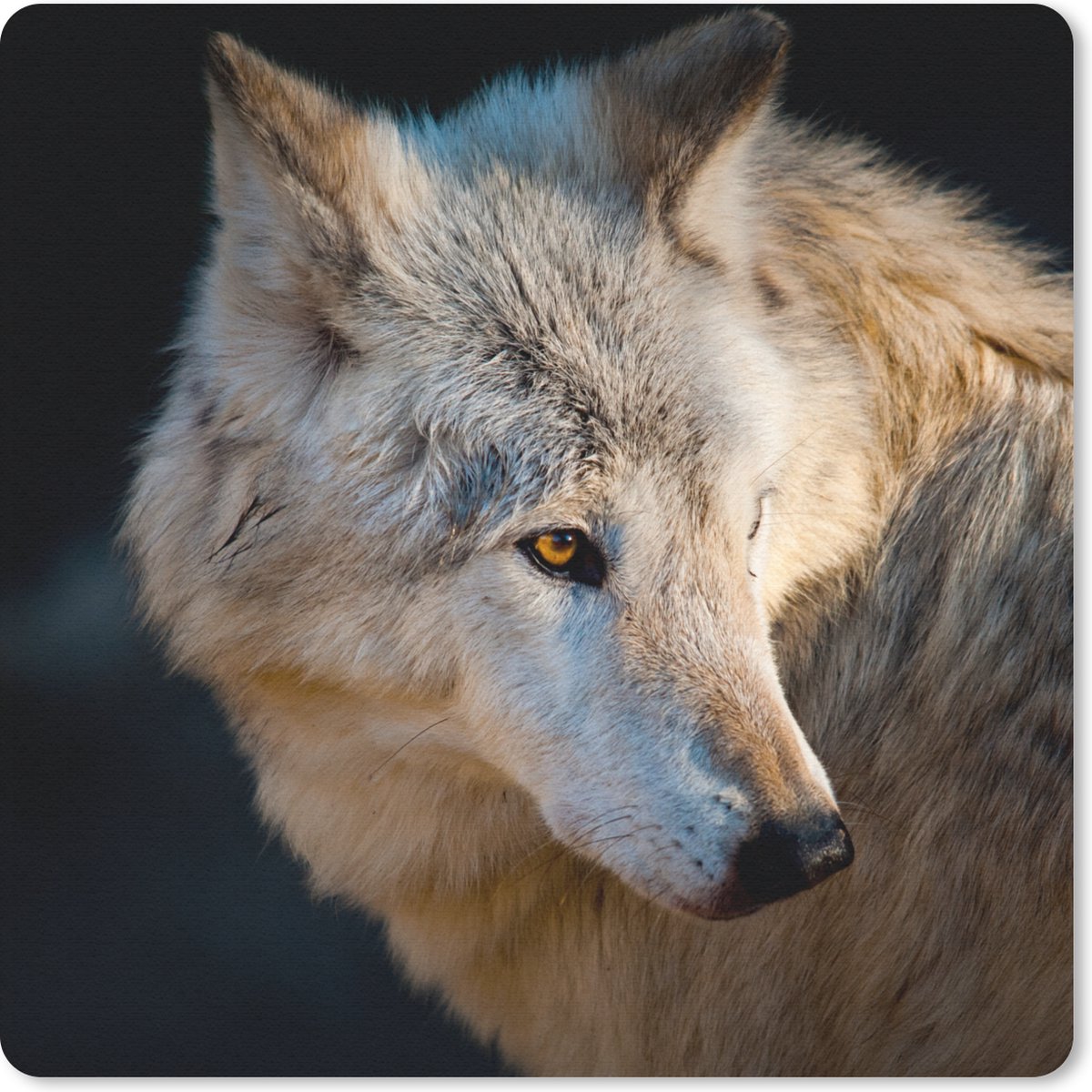 Muismat 20x20 cm - Mousepad Lichte arctische wolf - Muismatten