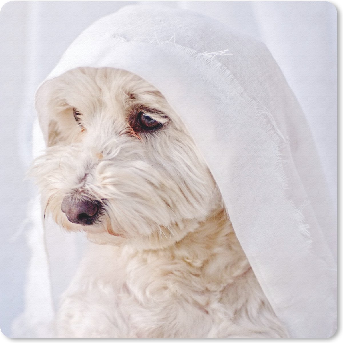 Muismat 30x30 cm - Mousepad Een witte Maltezer hond kijkt uit een raam - Muismatten