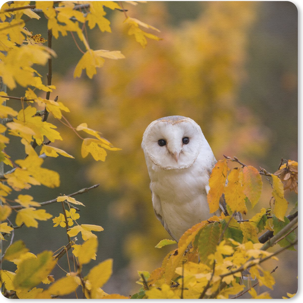 Muismat 30x30 cm - Mousepad Vogel - Uil - Herfst - Muismatten