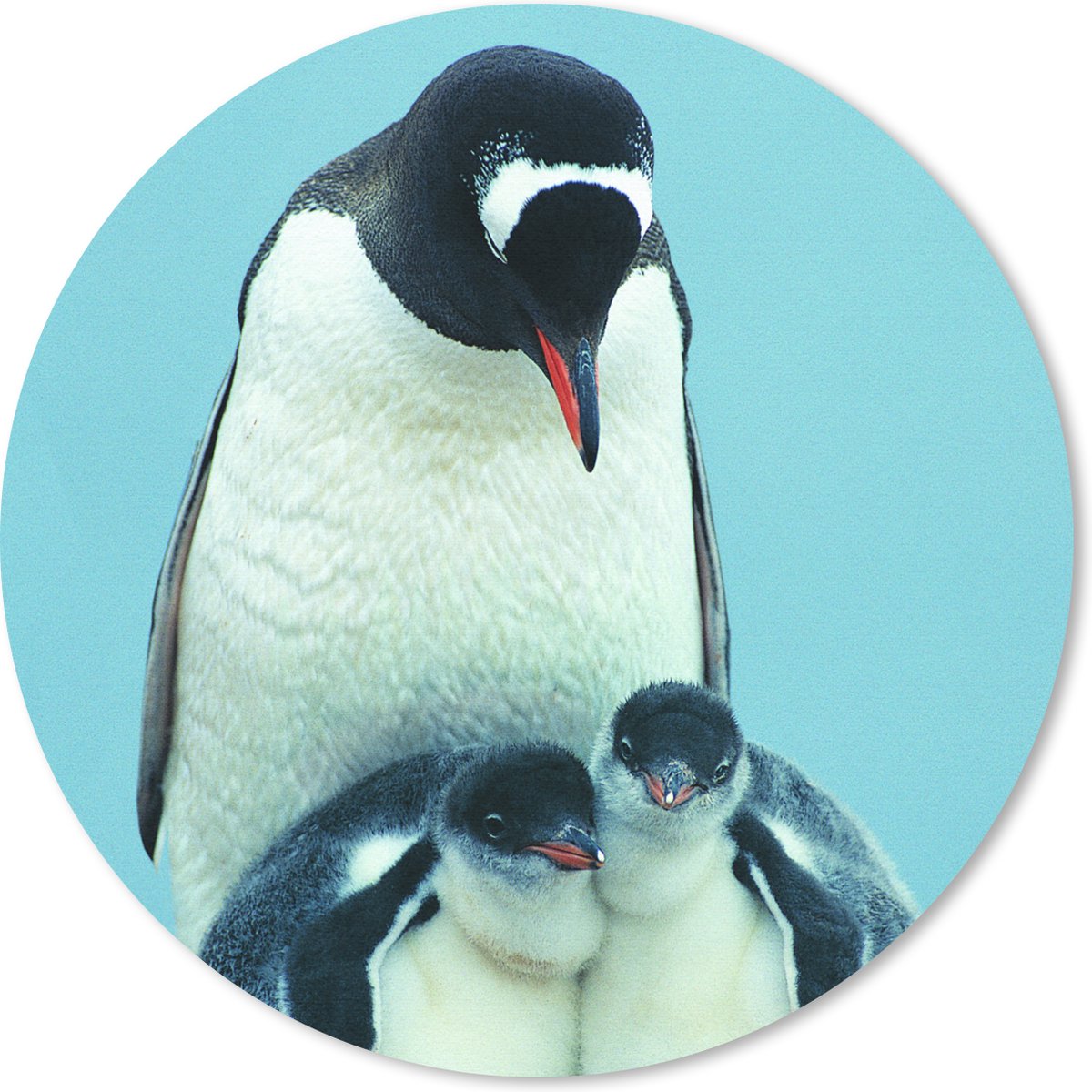 Muismat rond 30x30 cm - Mousepad Dieren - Pinguïns - Kuiken - Ronde muismatten