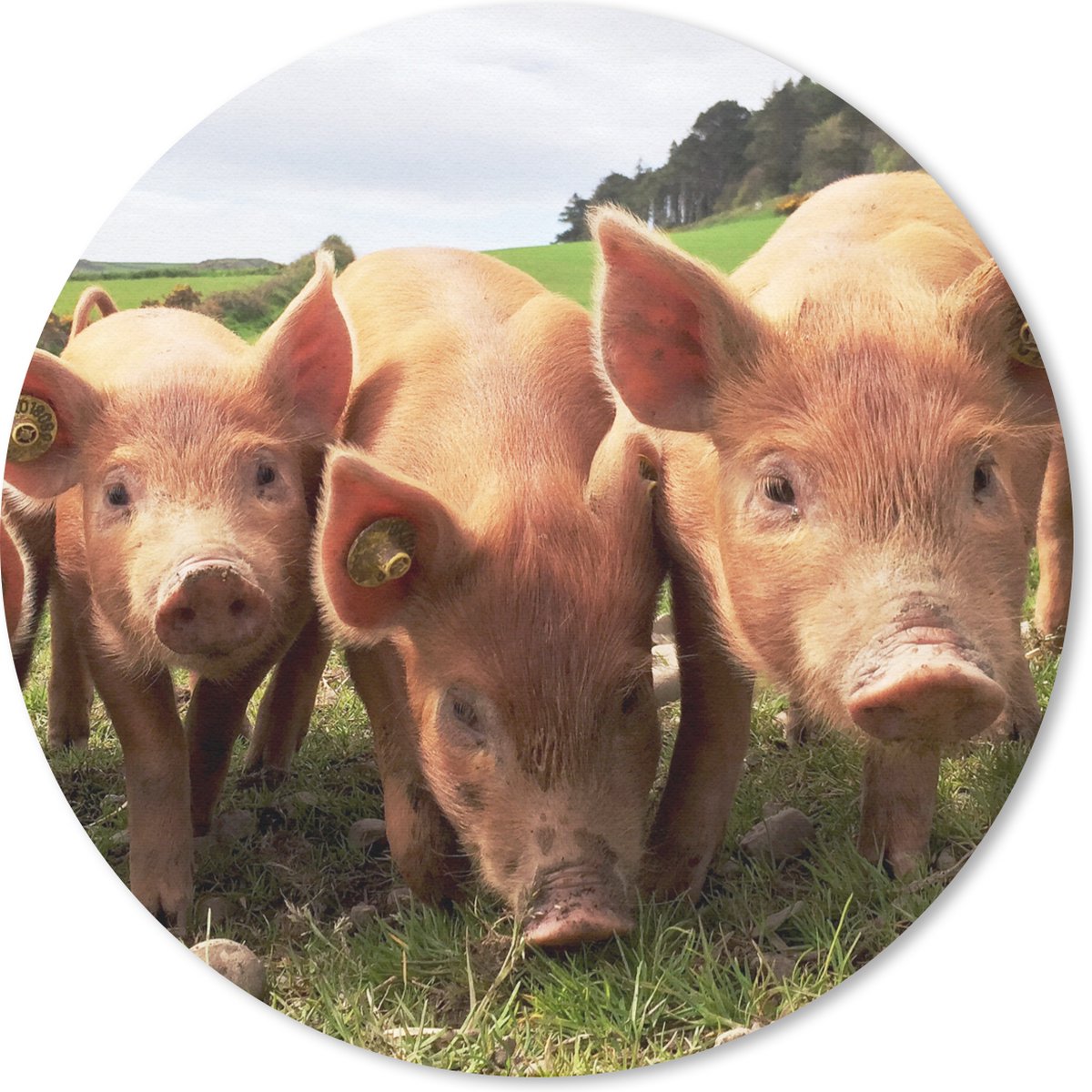 Muismat rond 30x30 cm - Mousepad Varkens - Big - Dieren - Ronde muismatten