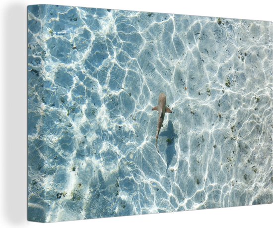 Canvas Schilderij Haai in ondiep water - 120x80 cm - Wanddecoratie
