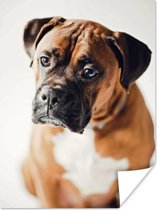 Boxer die droevig kijkt Poster 30x40 cm - klein - Foto print op Poster (wanddecoratie woonkamer / slaapkamer) / Huisdieren Poster