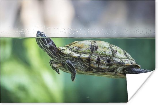 Poster Close-up foto van schildpad - 60x40 cm