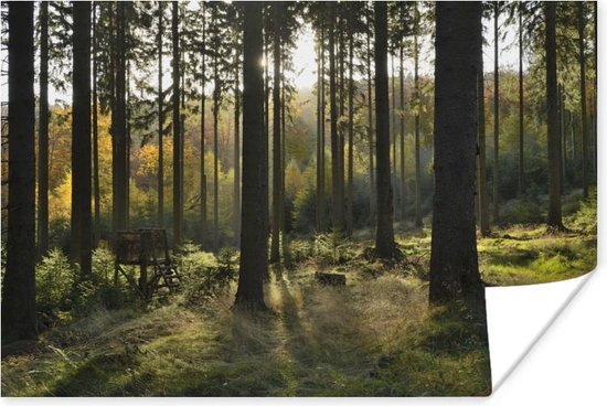 Een bosrijke omgeving op zonnige dag Poster 90x60 cm - Foto print op Poster (wanddecoratie)