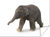 Poster Kleine olifant tegen witte achtergrond - 80x60 cm