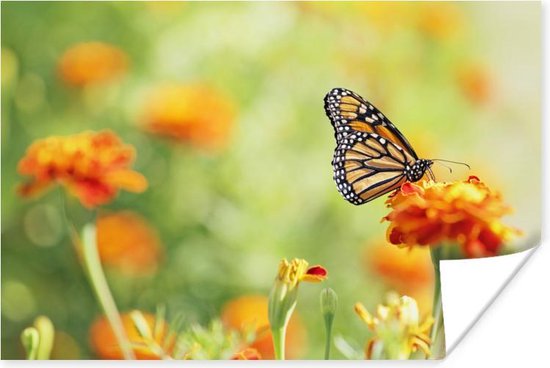 Monarchvlinder op bloem Poster - Foto print op Poster (wanddecoratie)