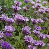 6x Monarda ‘Prärienacht’ - Bergamotplant - Pot 9x9 cm