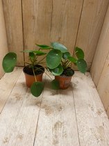 pilea perperomioides pannenkoekenplant 2 stuks kamerplant 11 cm pot