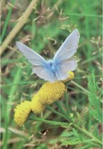 Een blanco wenskaart met een natuurlijke afbeelding van paardebloemen in het gras waar een blauwe vlinder op zit. Een dubbele wenskaart inclusief envelop en in folie verpakt.