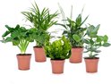 Plant in a Box - Luchtzuiverende kamerplanten - Mix van 5 stuks - Pot ⌀12cm - Hoogte ↕ 25-40cm