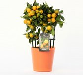 Citrus Calamondin in Milano glas – ↨ 35cm – ⌀ 15cm