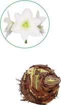 Grote Amaryllis (Hippeastrum) bloembol - wit - bolmaat 34/36