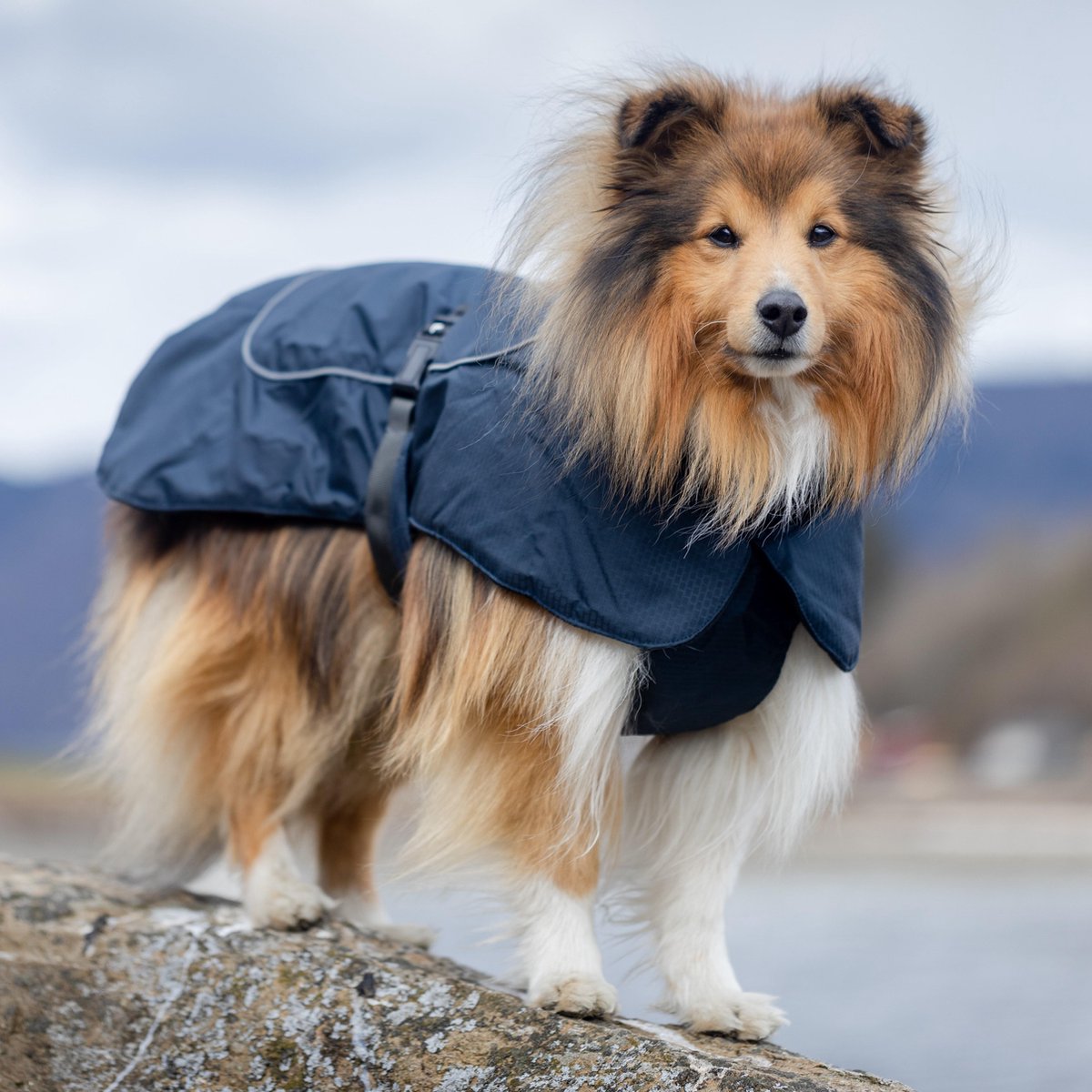 Acheter Manteau imperméable pour chien, veste d'hiver chaude pour chien,  vêtements réfléchissants en polaire pour temps froid, vêtements d'extérieur  coupe-vent pour chiens de petite, moyenne et grande taille