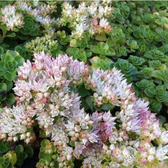 6x Sedum spurium 'Album (S)' - Vetkruid - Pot 9x9 cm