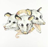 Opossums - Opossums (LP)