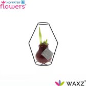 NWF® Waxz Formz Modern Bordeaux
