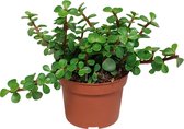 Portulacaria Afra Variegata | Vetplant - Per Stuk - Kamerplant ⌀10.5 - ↕25 cm