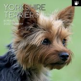 Yorkshire Terrier Kalender 2022
