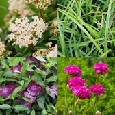 Tuinplanten borderpakket groenblijvend met bloemen 16 planten 4m2