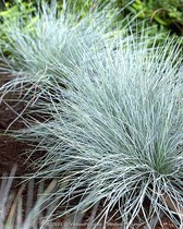 6x Festuca glauca 'Elijah Blue' Lev. P9 -Blauw Schapengras, Zwenkgras