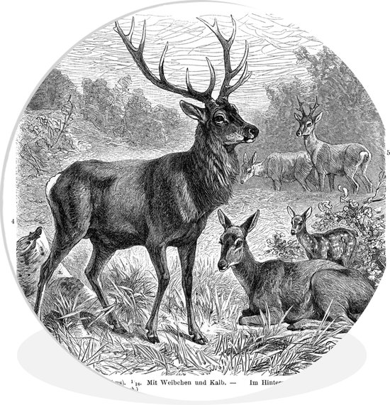 Une illustration antique d'un groupe de cerfs assiette en plastique cercle mural ⌀ 30 cm - impression photo sur cercle mural / cercle vivant (décoration murale)