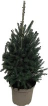 Kerstboom Picea glauca Super Green ↨ 95cm - hoge kwaliteit planten