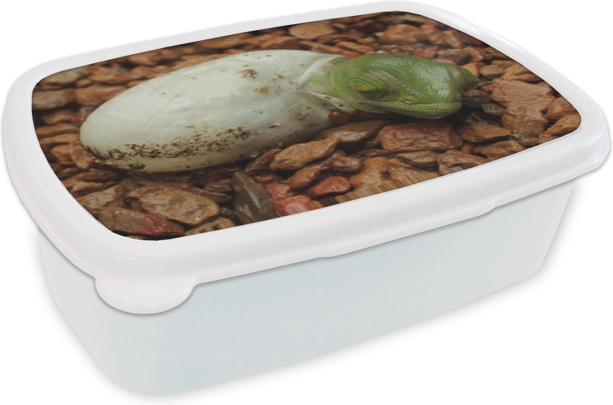 Broodtrommel Wit - Lunchbox - Brooddoos - Dier - Kameleon - Ei - 18x12x6 cm - Volwassenen