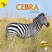 Animales Africanos (African Animals)- Cebra