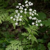 Anthriscus sylvestris - Fluitenkruid - Planthoogte: 10 cm - Pot 17 cm (2 liter)