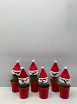 Cactus24- Cactus Kerstman- 6 stuks- Plastic rode pot- 6.5cmØ- kerst