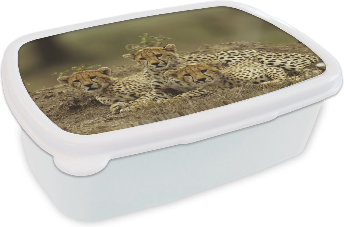 Broodtrommel Wit - Lunchbox - Brooddoos - Jonge cheetah welpen - 18x12x6 cm - Volwassenen