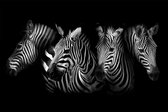 Zebra's – 90cm x 60cm - Fotokunst op PlexiglasⓇ incl. certificaat & garantie.