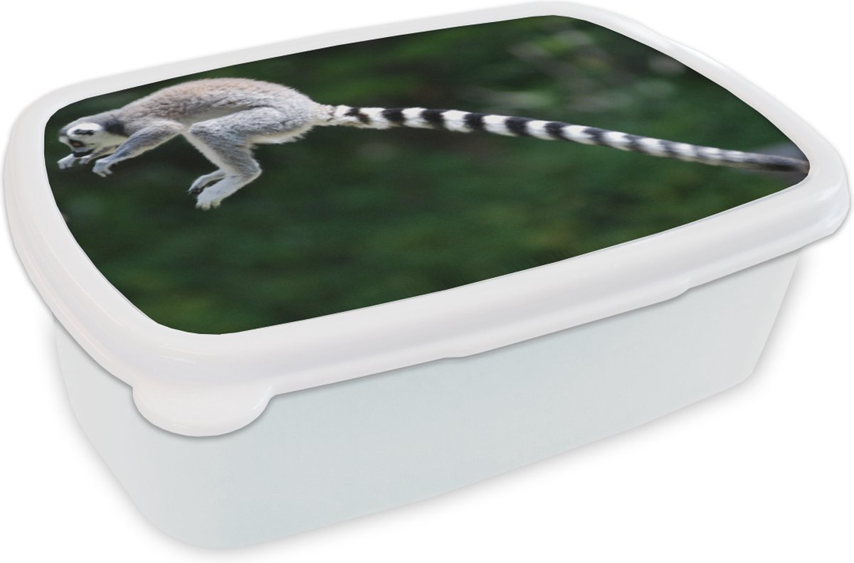 Broodtrommel Wit - Lunchbox - Brooddoos - Aap - Ringstaartmaki - Bos - 18x12x6 cm - Volwassenen