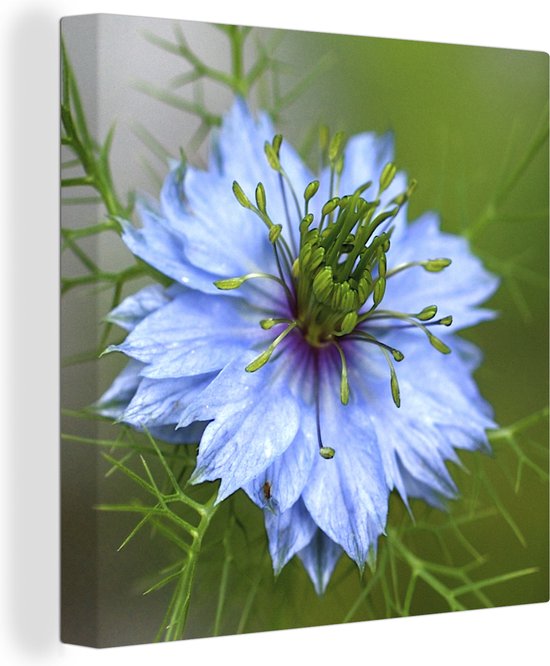 Canvas Schilderij Een lichtblauwe nigella in bloei - 50x50 cm - Wanddecoratie