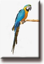 Een bijzondere magneet met een mooie afbeelding van een papegaai, ara. De magneet kan op de koelkast worden gehangen of op een andere plek. Voor uzelf of Bestel Een Kado.