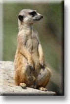 Een bijzondere magneet met een mooie afbeelding van een meerkat. De magneet kan op de koelkast worden gehangen of op een andere plek. Voor uzelf of Bestel Een Kado.