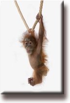 Een bijzondere magneet met een mooie afbeelding van een baby Orang-oetan. De magneet kan op de koelkast worden gehangen of op een andere plek. Voor uzelf of Bestel Een Kado.