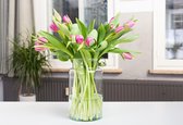 Tulp paars, 10 stuks per doos gratis thuis bezorgt