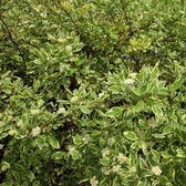 Cornus alba 'Cream Cracker' - Witte kornoelje - Pot Ø 15 cm (1,5 liter)