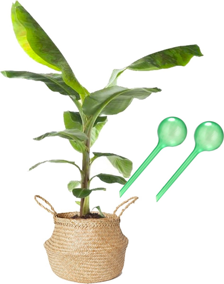 Waterbol (XL) - Groen - Set 2 stuks - Waterdruppelaar, plantdruppelaar, watergeefsysteem, druppelsysteem, bewateringssysteem voor blije planten